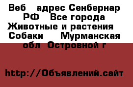 Веб – адрес Сенбернар.РФ - Все города Животные и растения » Собаки   . Мурманская обл.,Островной г.